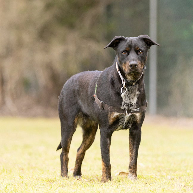 Photo of Freya