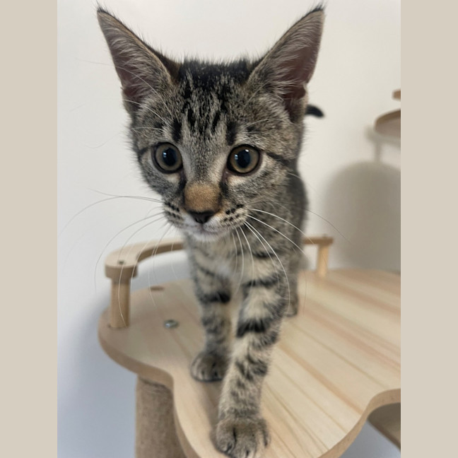 Photo of C1579 Berry