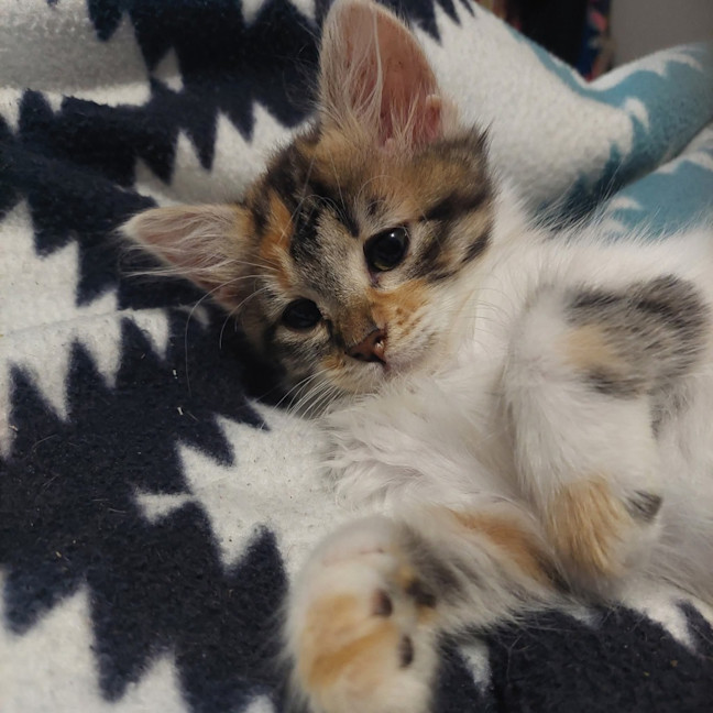 Photo of Harlow