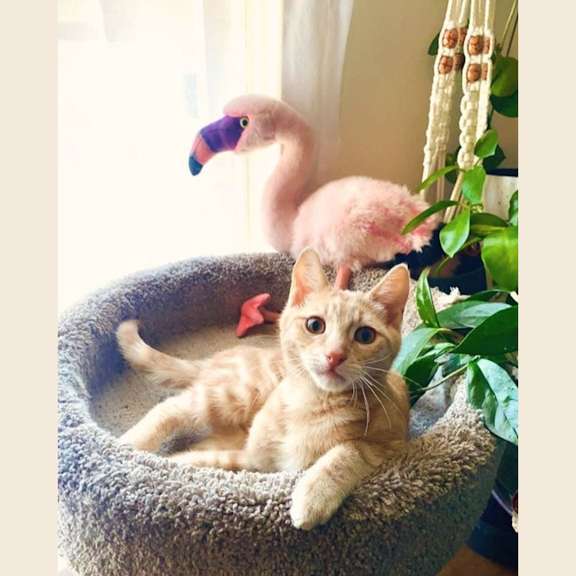 Photo of Thunder And Monkey 