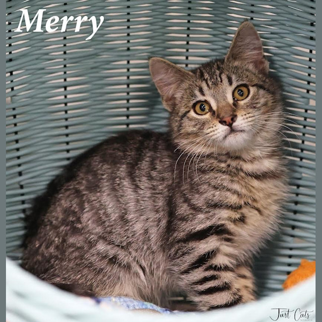 Photo of Merry