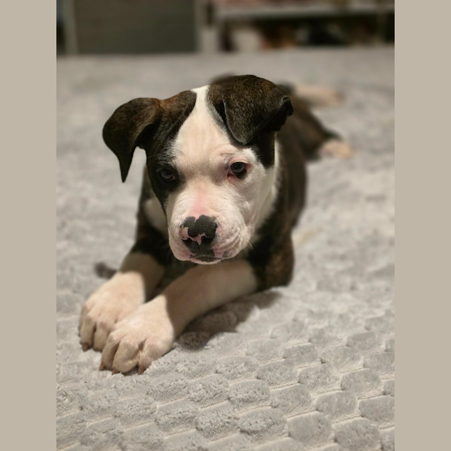 Photo of Bruce