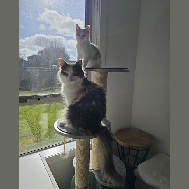 Photo of Bluebell