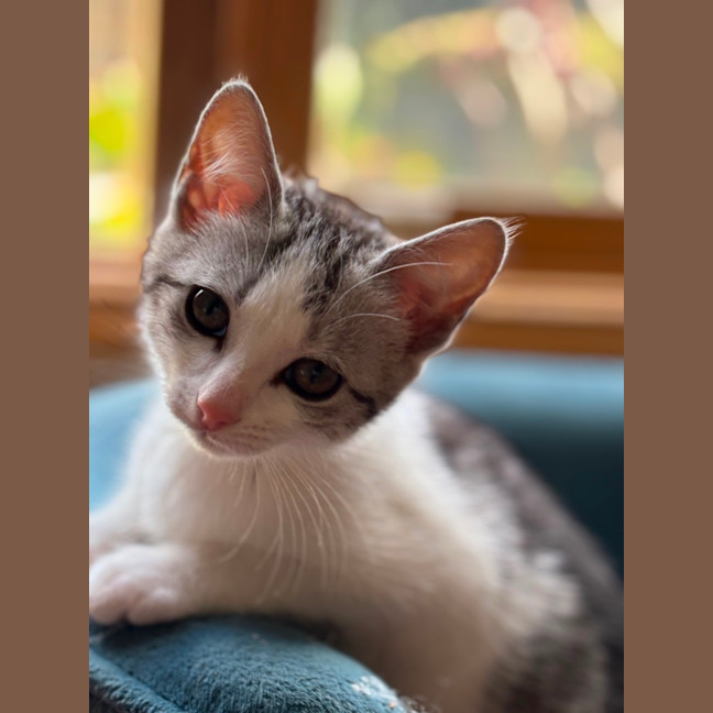 Photo of 🐾 Alba 🐾