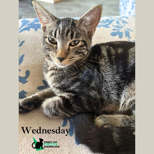 Photo of Wednesday Addams