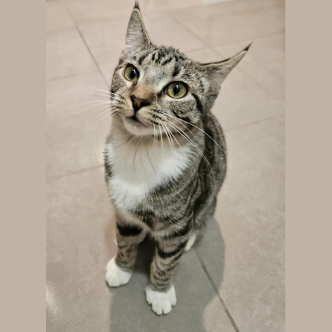 Photo of Tabitha *9 Lives Project Rescue*