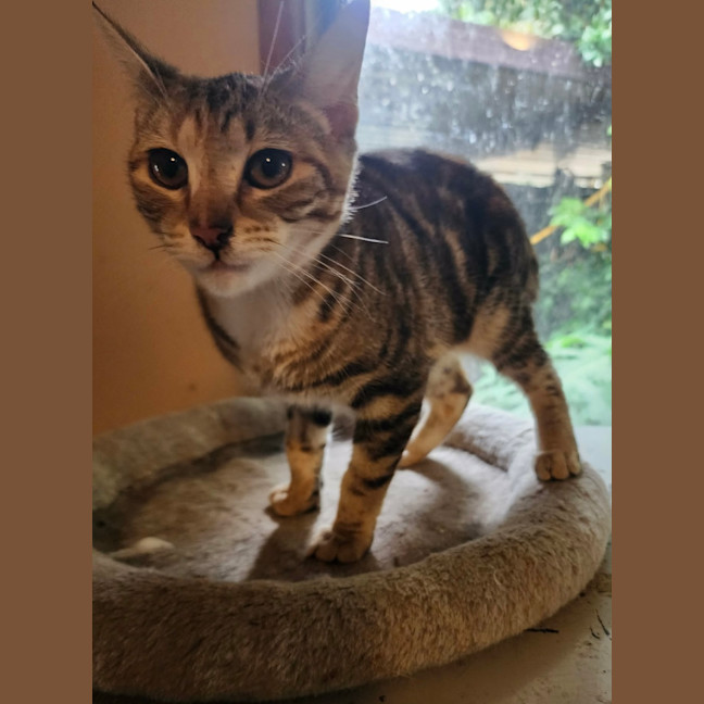 Photo of Kivi 