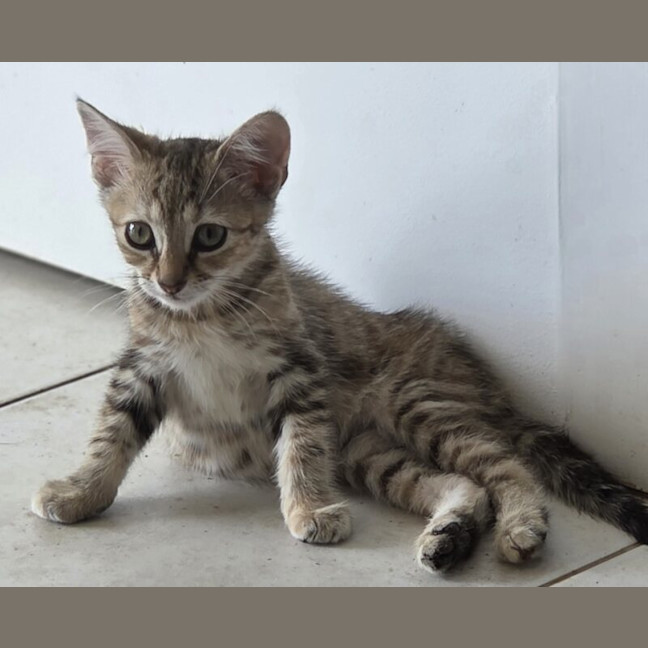 Photo of Pebbles