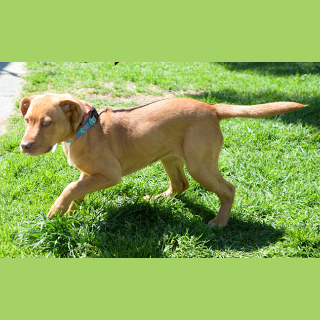 Photo of Pumpkin