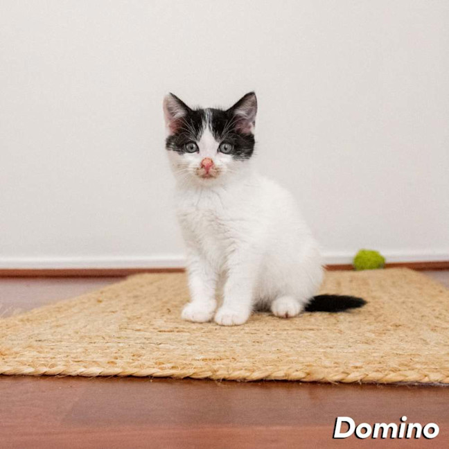 Photo of Domino