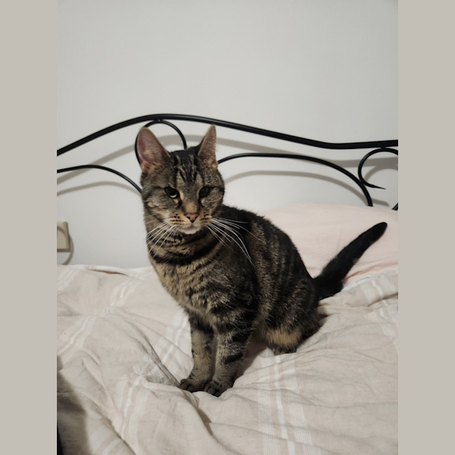 Photo of Dusty
