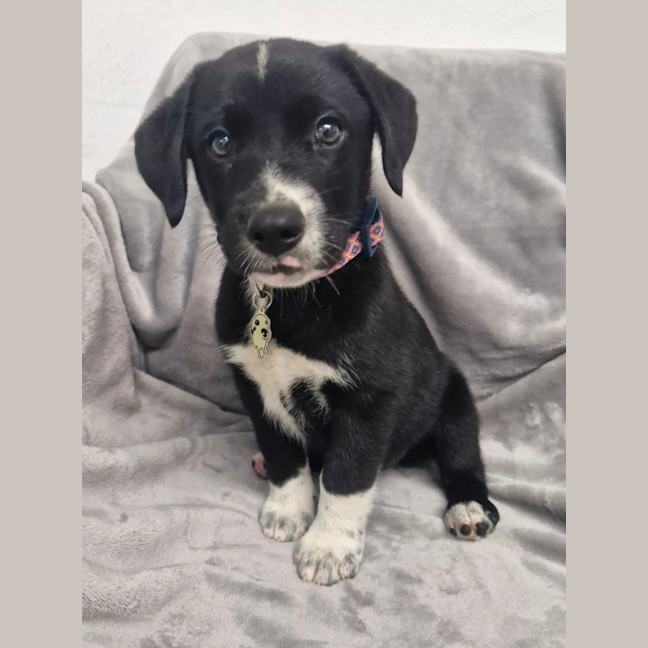 Photo of D1263 Regina