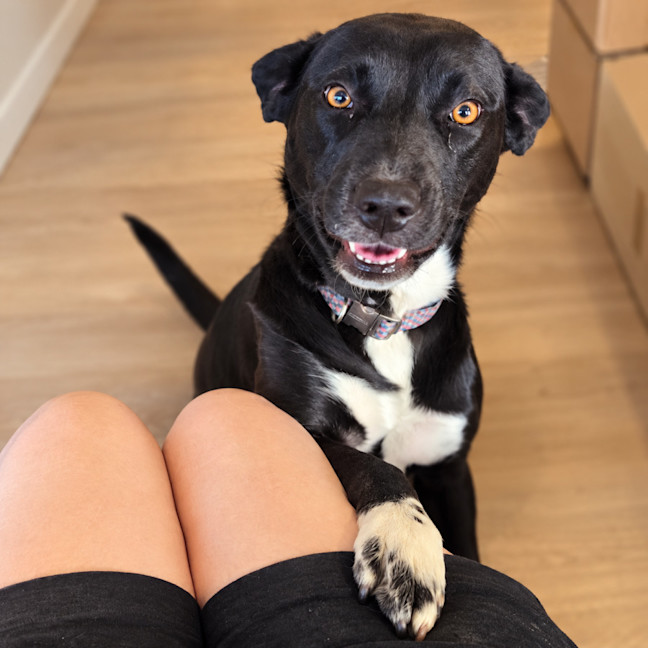 Photo of Stella