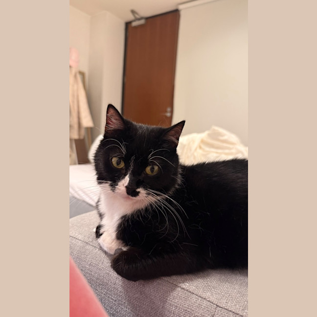 Photo of Oreo