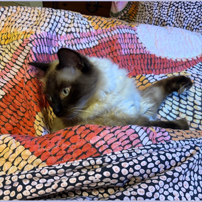 Photo of Tobias (Assisted Rehome)