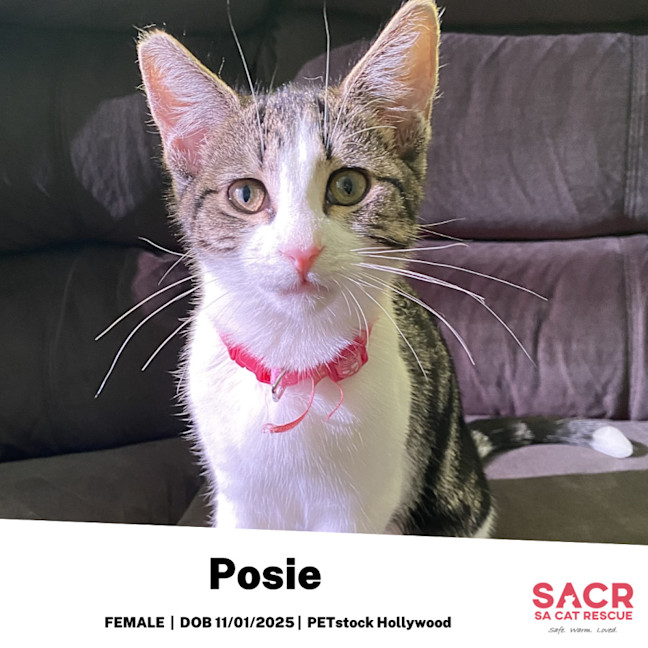 Photo of Posie