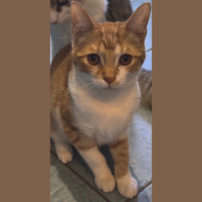 Photo of Chilli