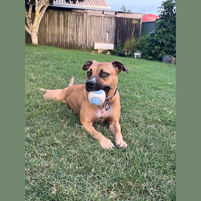 Photo of Bailina Pawsley (Bailey)