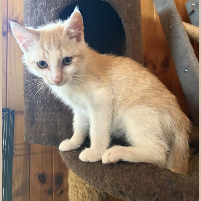 Photo of Otis 