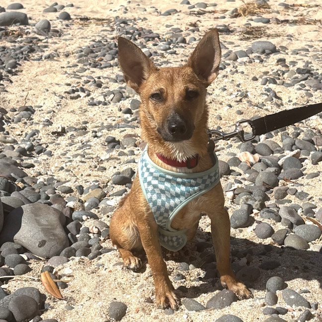 Photo of Tilli