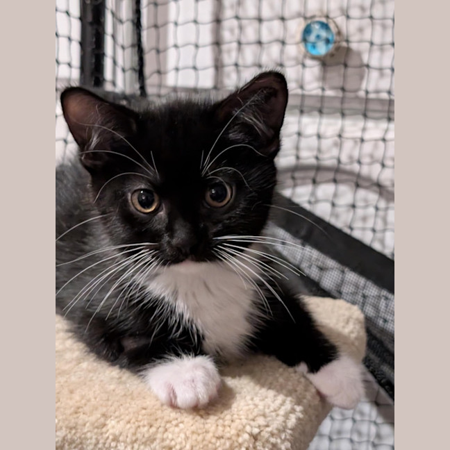 Photo of Shortbread Meetme@Petstock Hastings Store 