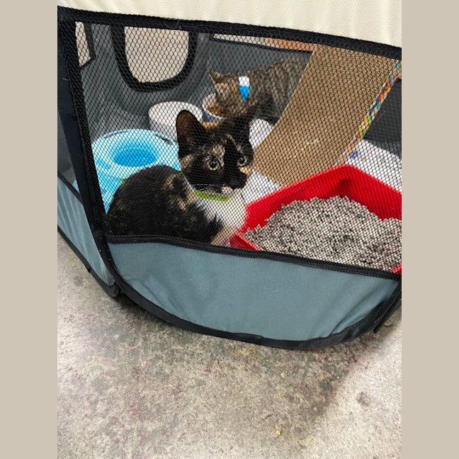 Photo of Izzy *9 Lives Project Rescue*