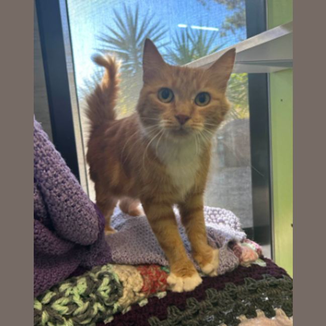 Photo of Honey Candy Pops