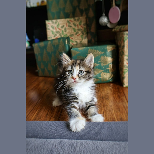Photo of Bonsai 