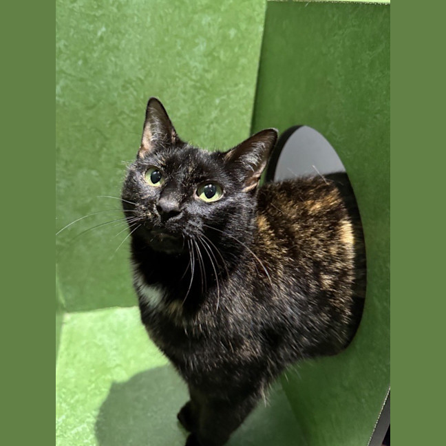 Photo of Bellatrix