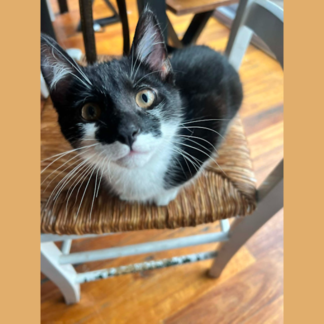 Photo of Atlas