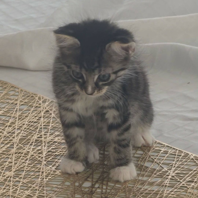 Photo of Chai