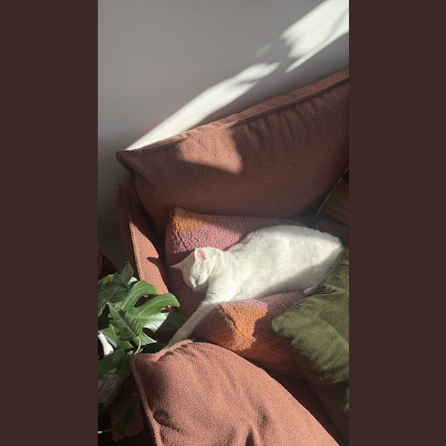 Photo of Bella The Foot Warmer