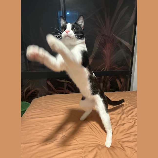 Photo of Sonic