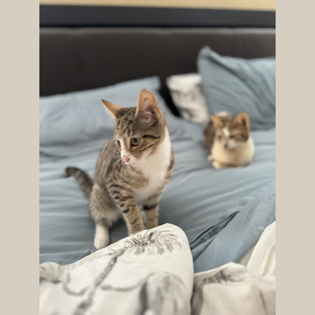 Photo of Sophie   4 Month Old Domestic Short Hair