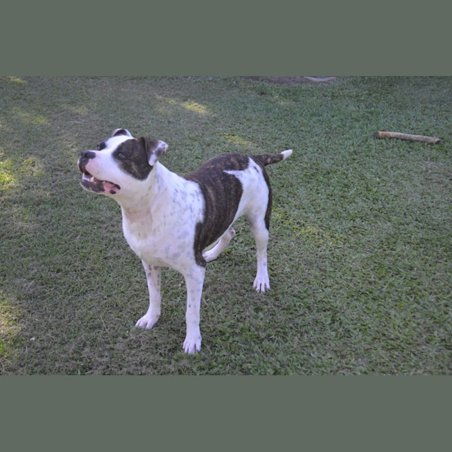 Photo of Bruno