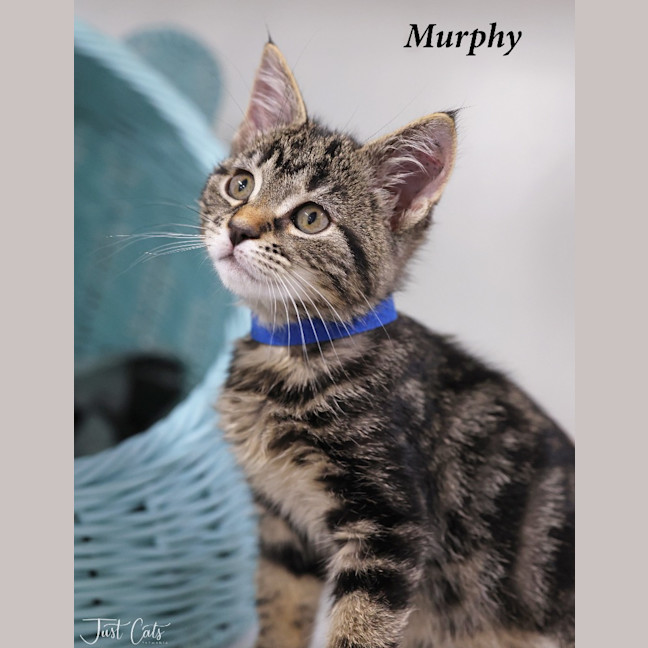 Photo of Murphy