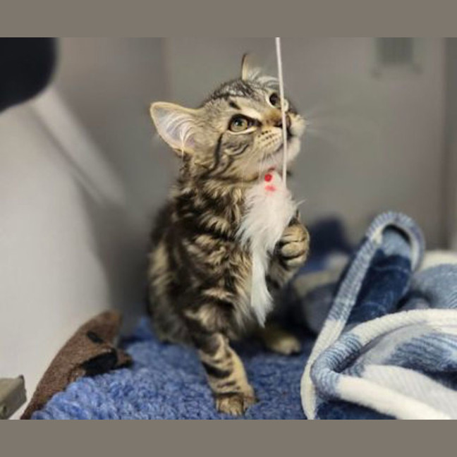 Photo of Rockmelon