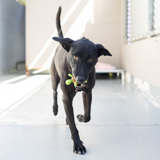 Photo of Roxy