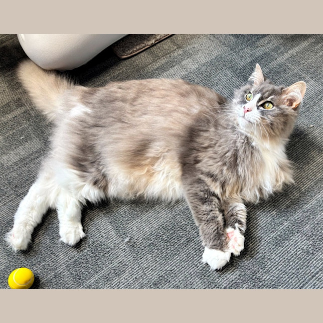 Photo of Lola Sua014121