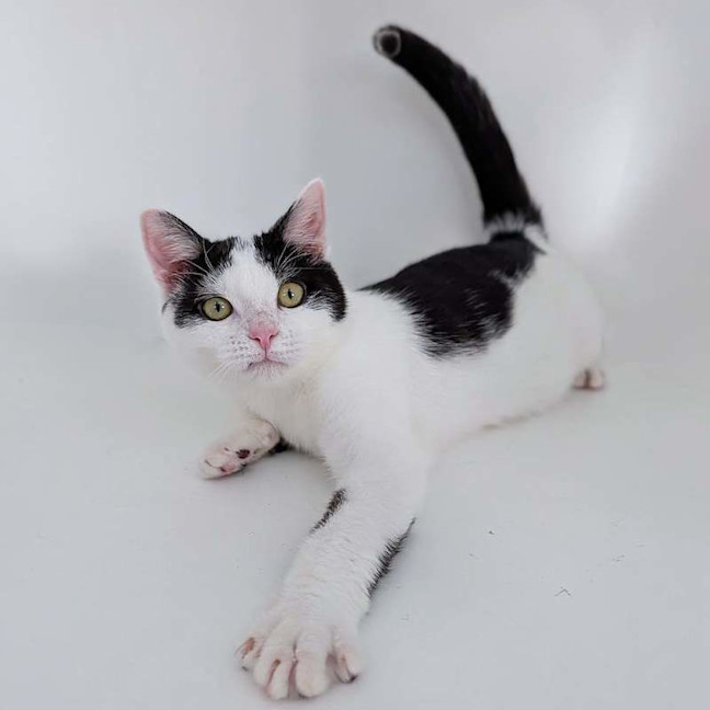 Photo of Jester