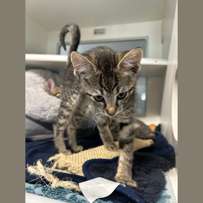 Photo of Simba