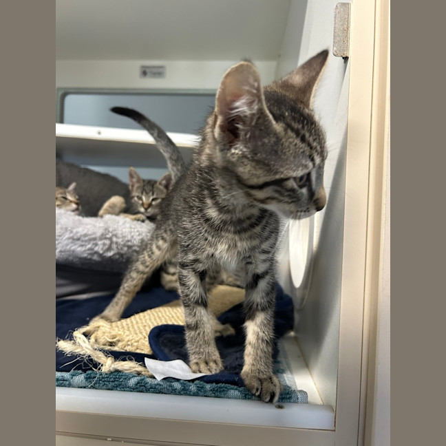 Photo of Simba