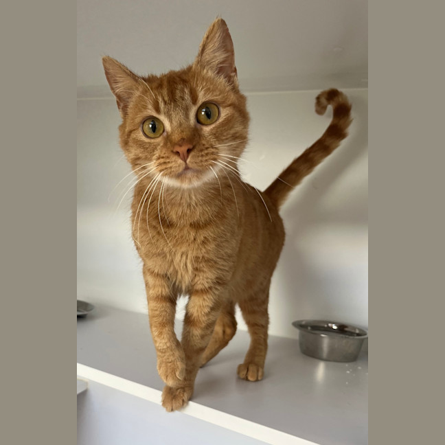 Photo of Chappell Roan