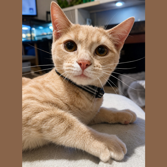 Photo of Nelson
