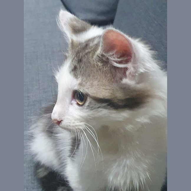Photo of Biscuit