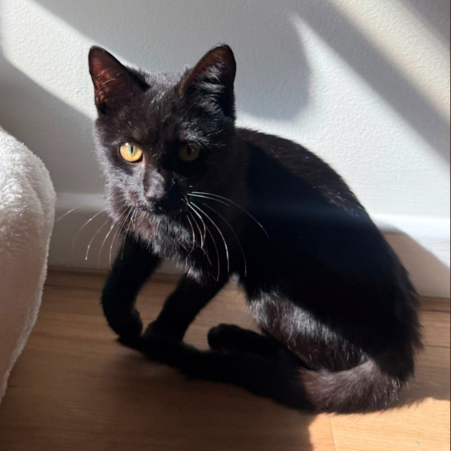 Photo of Raven