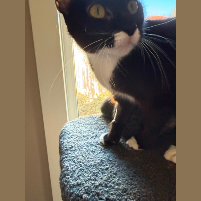 Photo of Galaxy Meet Me At Petstock Clyde North