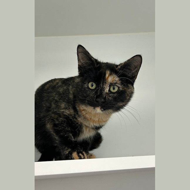 Photo of Dottie