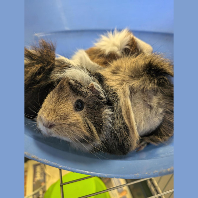 Photo of Banana