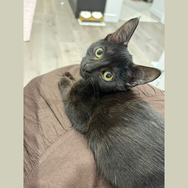 Photo of Zephyr